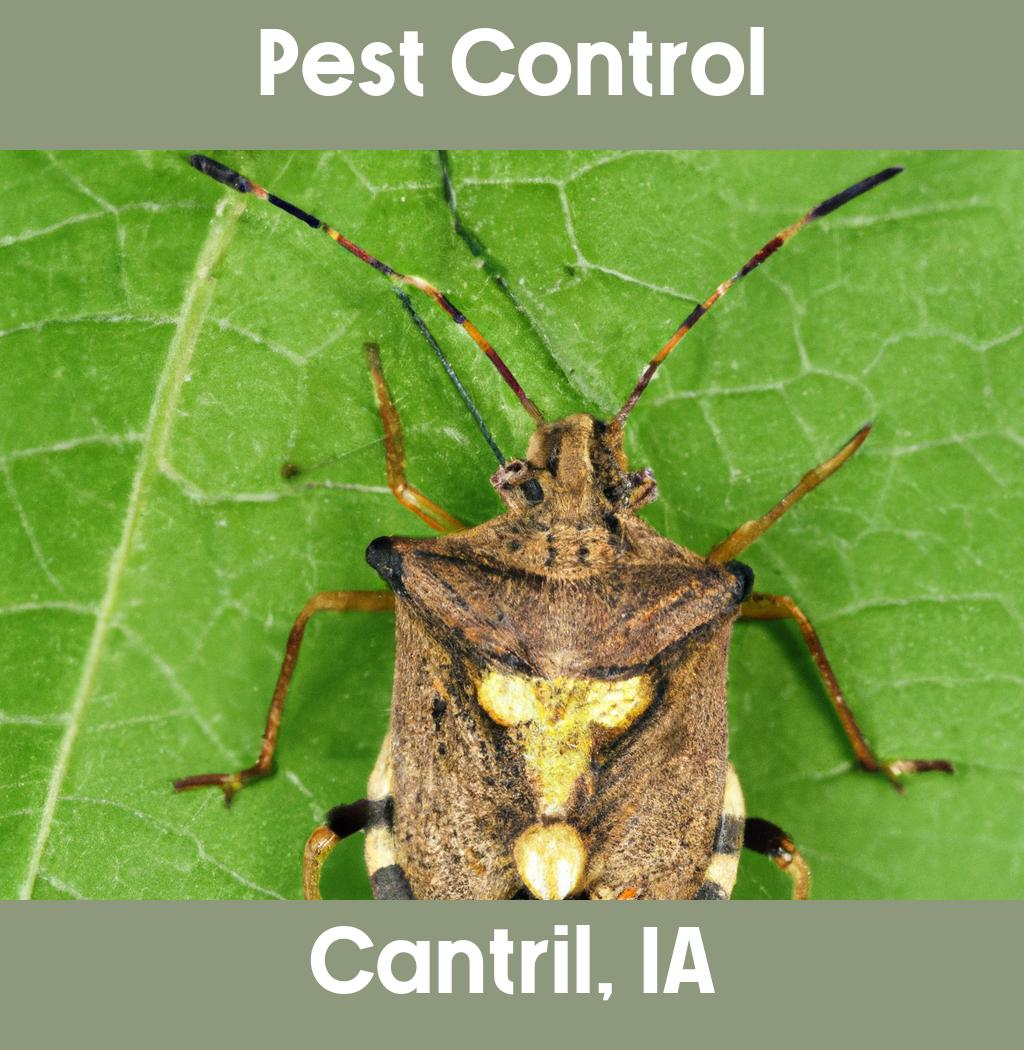 pest control in Cantril Iowa