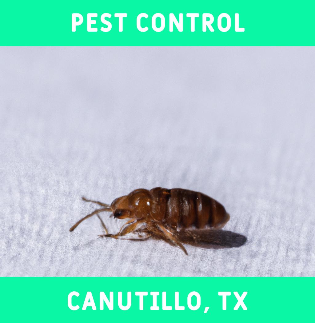pest control in Canutillo Texas