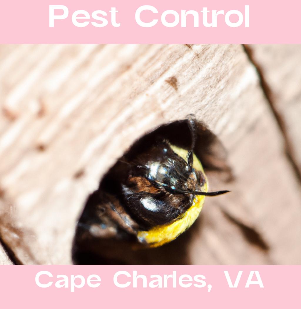 pest control in Cape Charles Virginia