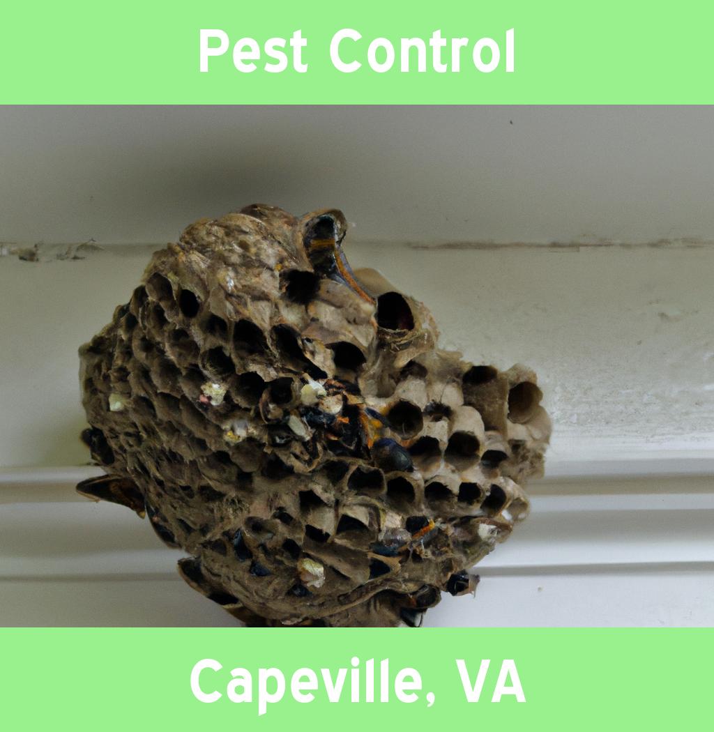 pest control in Capeville Virginia