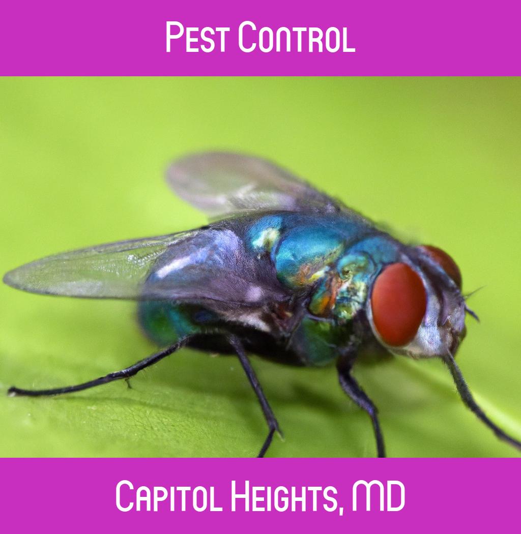 pest control in Capitol Heights Maryland