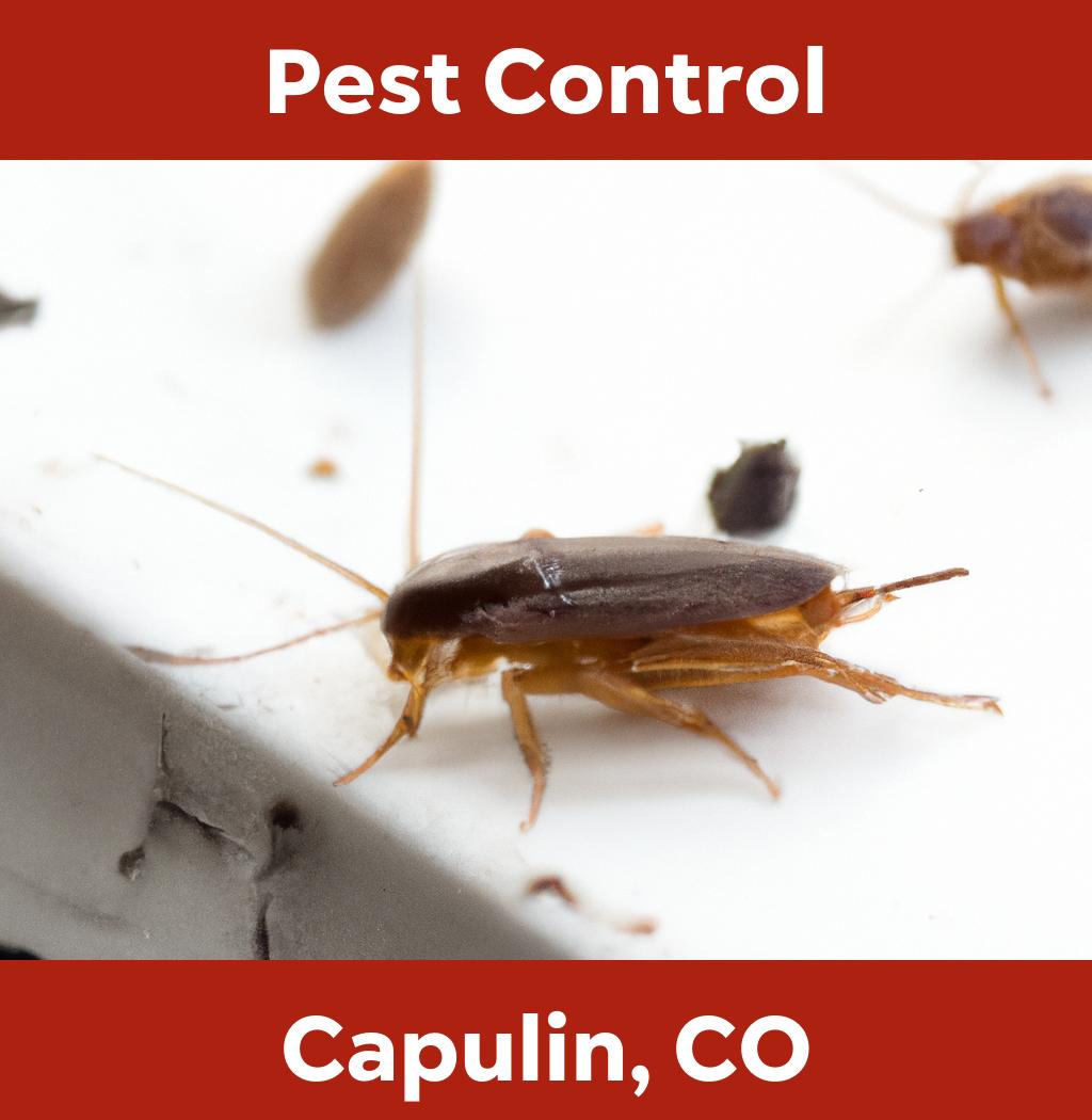 pest control in Capulin Colorado