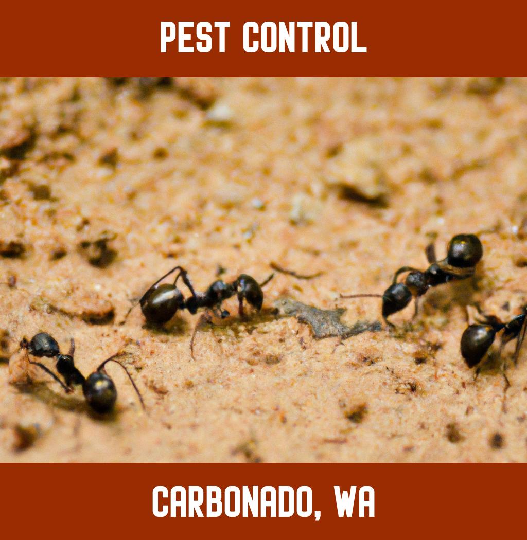 pest control in Carbonado Washington