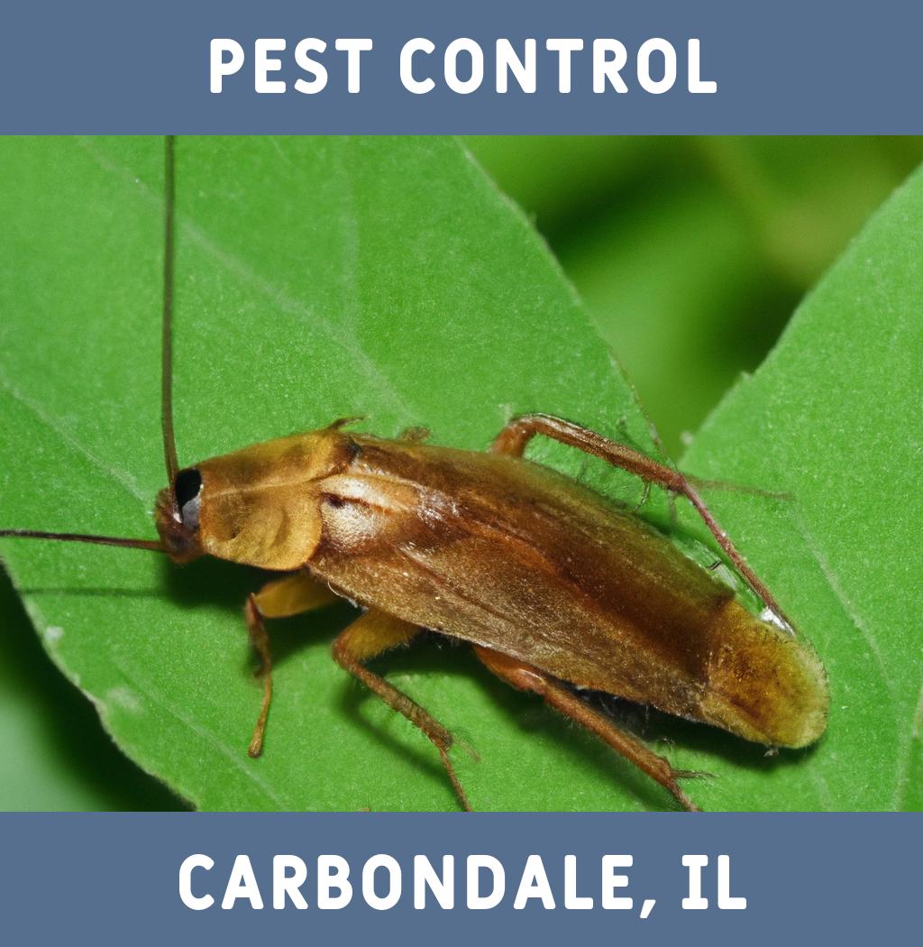 pest control in Carbondale Illinois