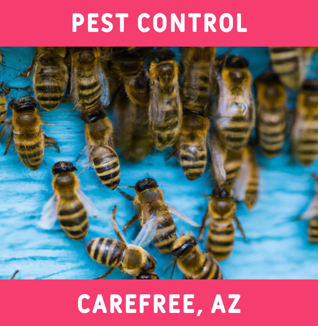 pest control in Carefree Arizona