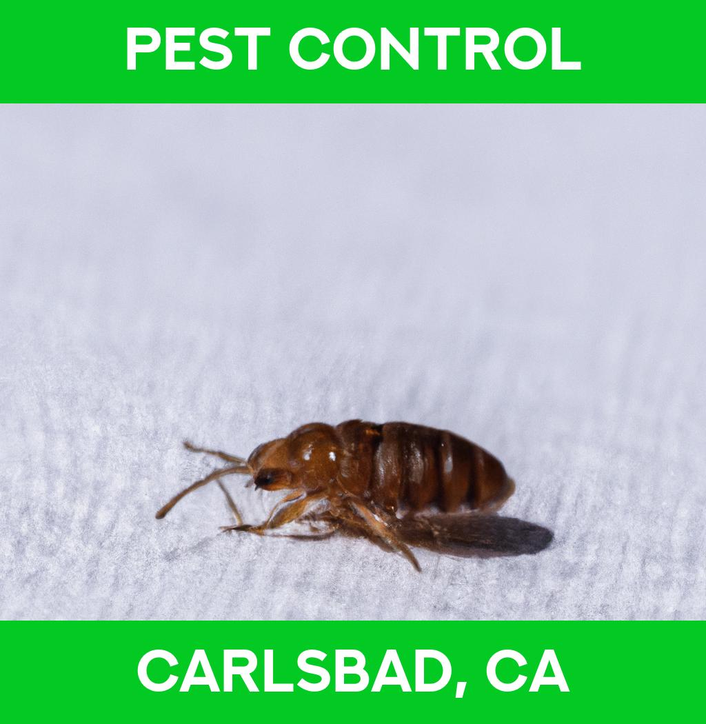 pest control in Carlsbad California