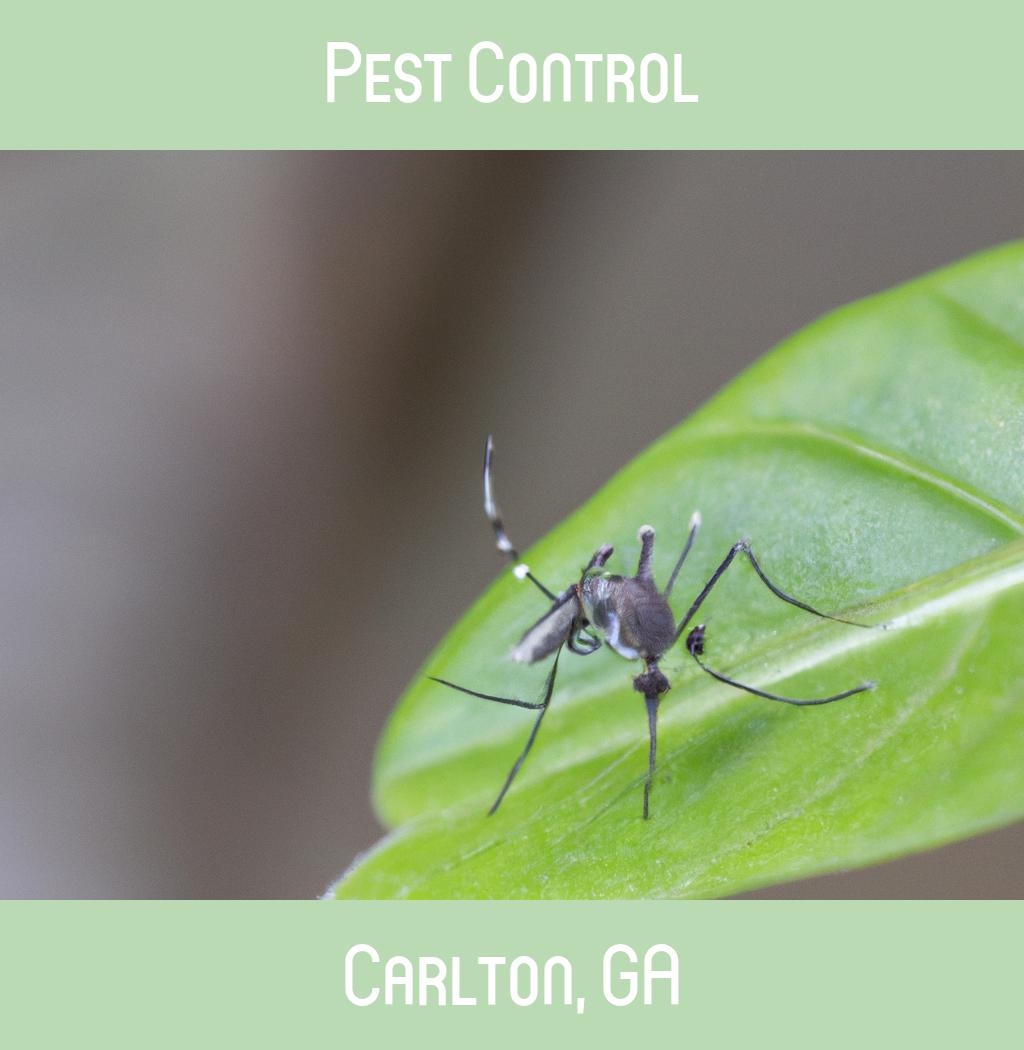 pest control in Carlton Georgia