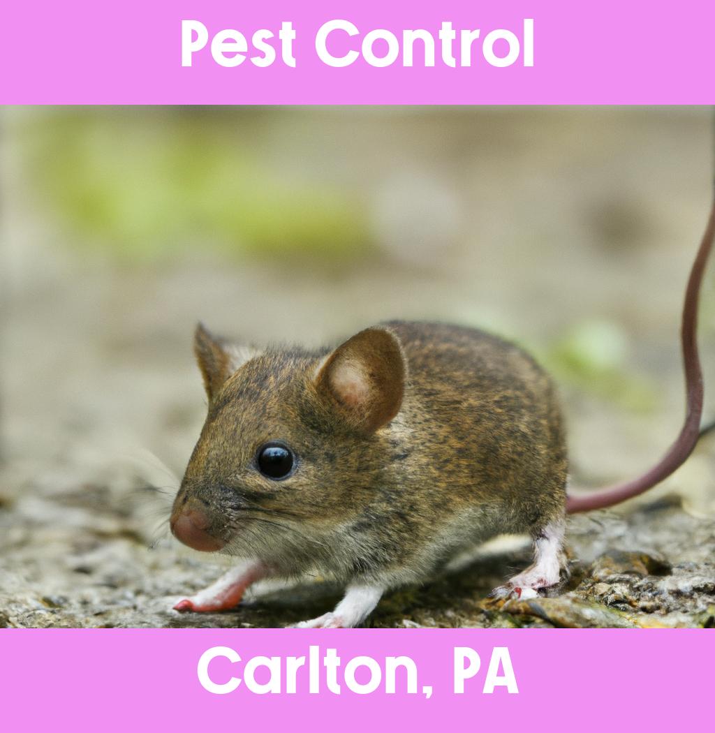 pest control in Carlton Pennsylvania