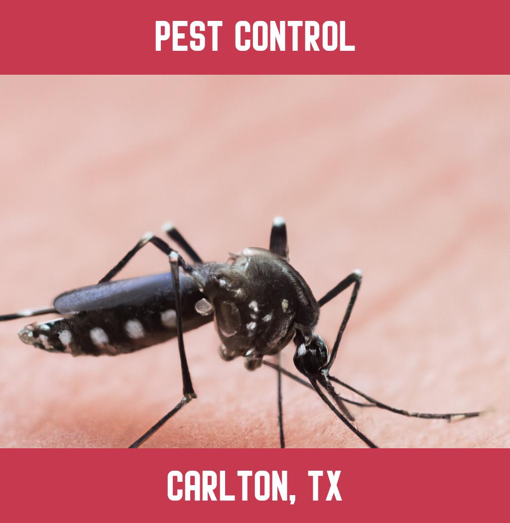 pest control in Carlton Texas
