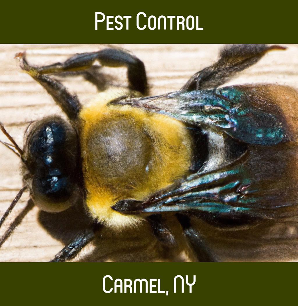 pest control in Carmel New York