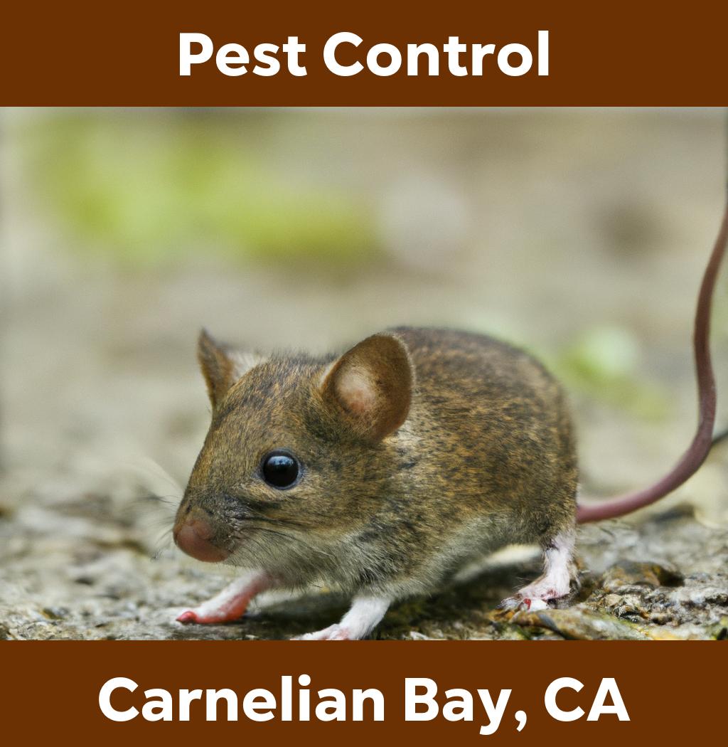 pest control in Carnelian Bay California