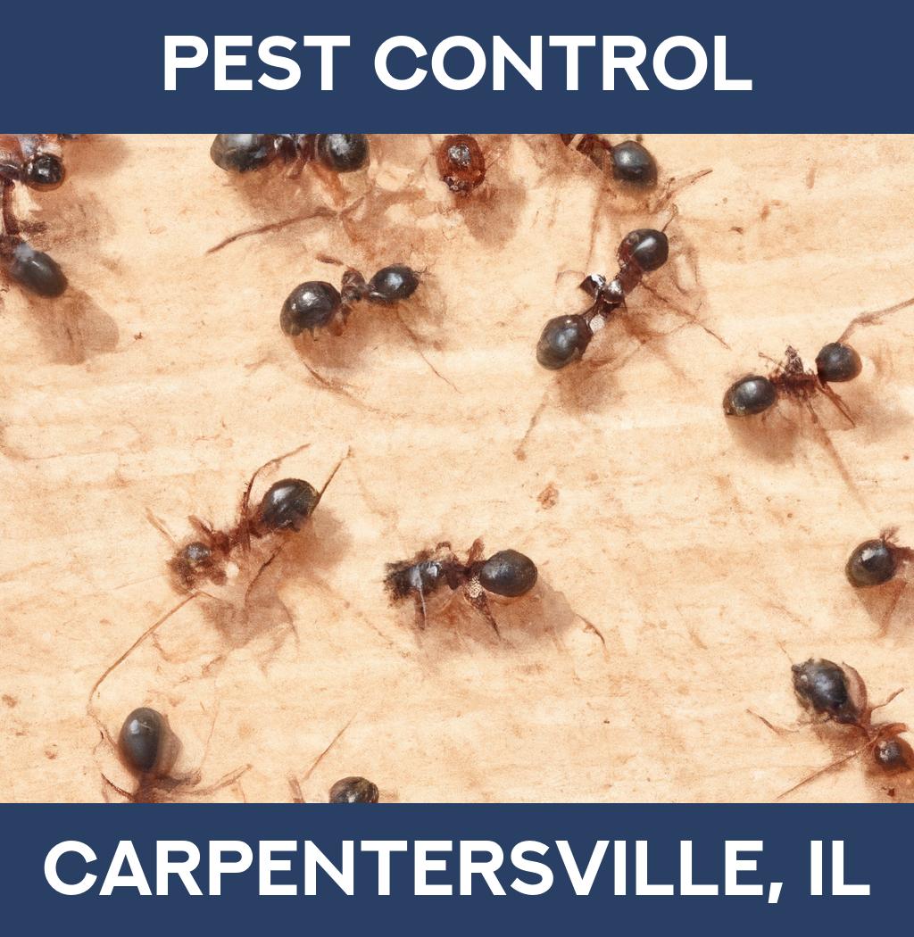 pest control in Carpentersville Illinois