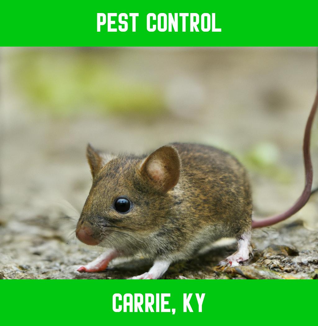 pest control in Carrie Kentucky