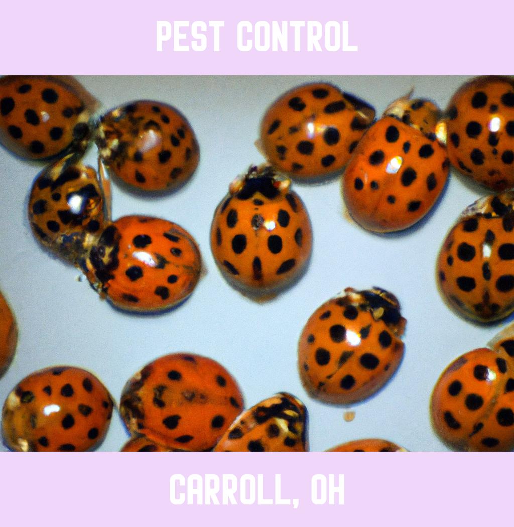 pest control in Carroll Ohio