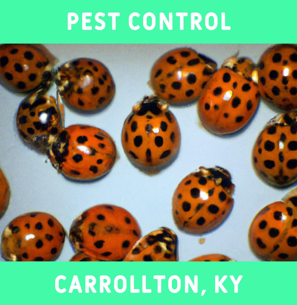 pest control in Carrollton Kentucky