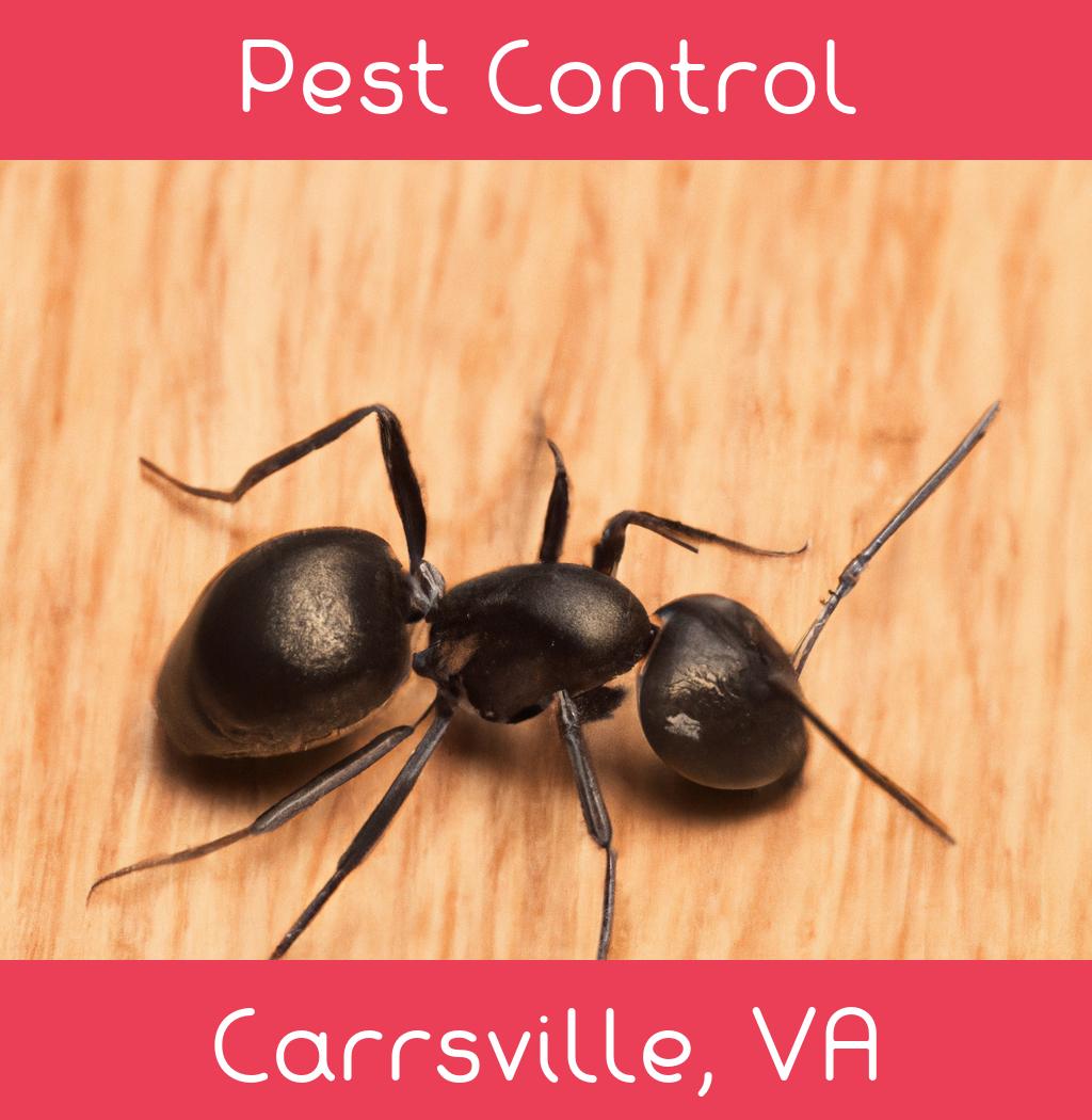 pest control in Carrsville Virginia