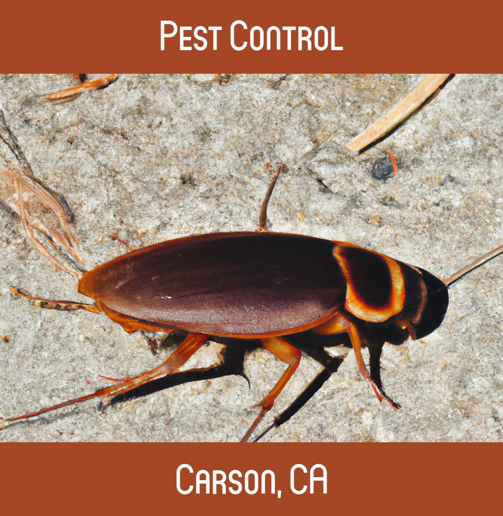 pest control in Carson California