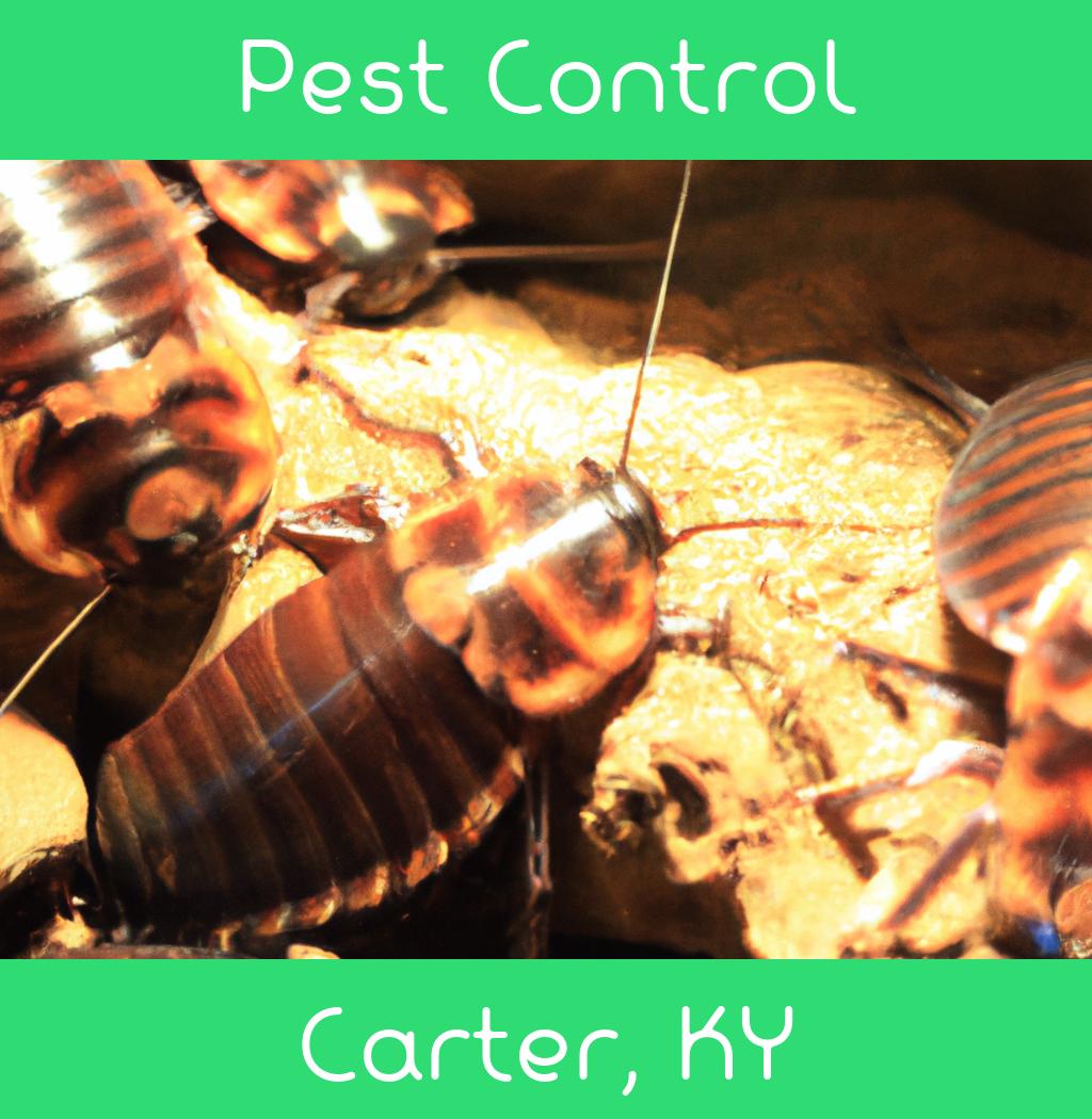 pest control in Carter Kentucky