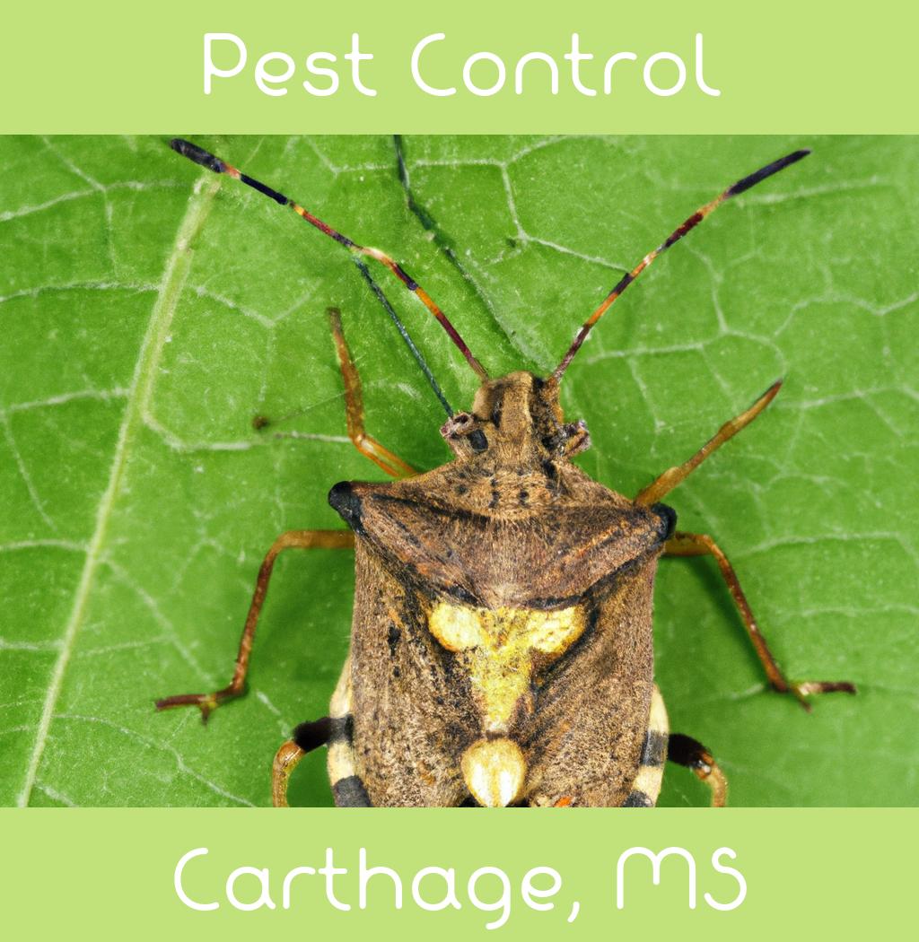 pest control in Carthage Mississippi