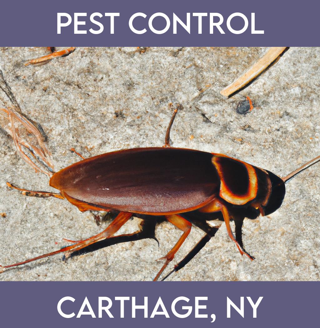 pest control in Carthage New York