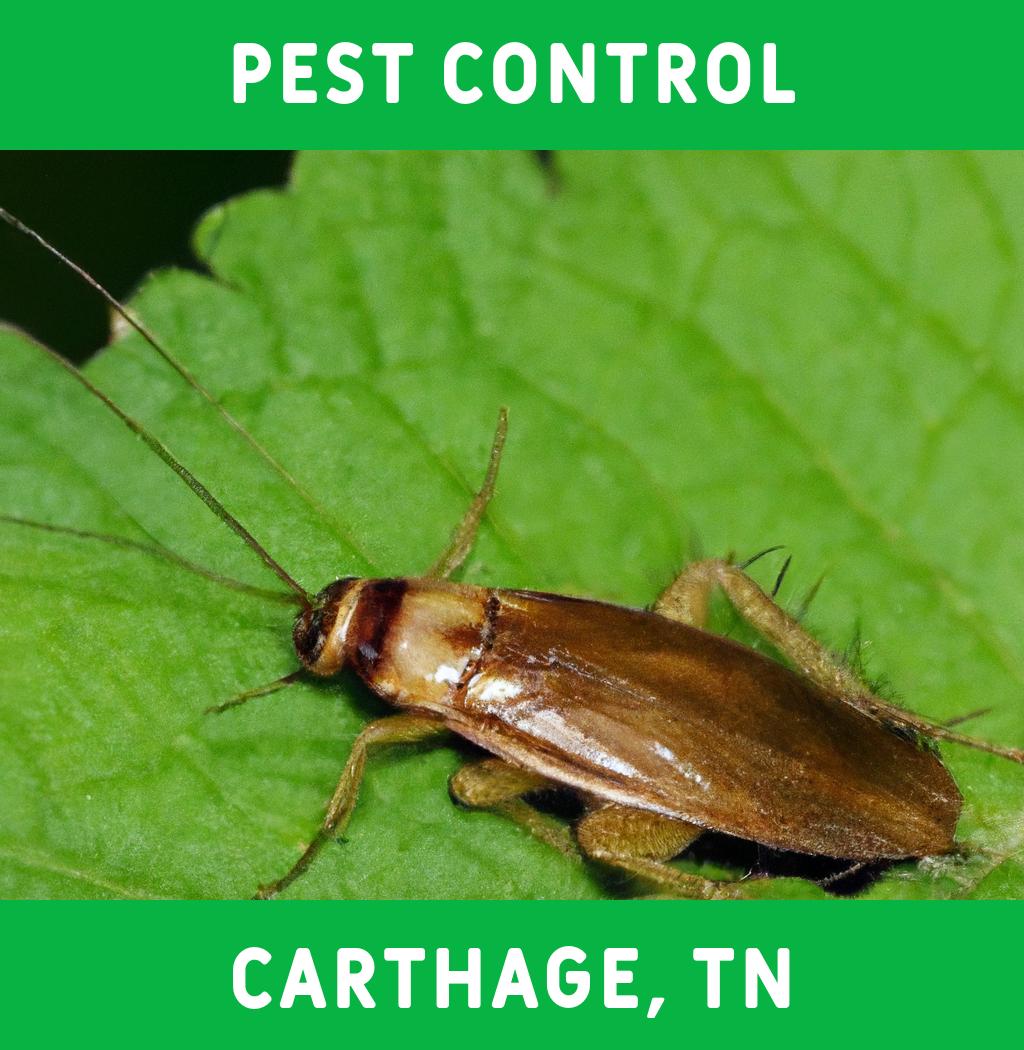 pest control in Carthage Tennessee