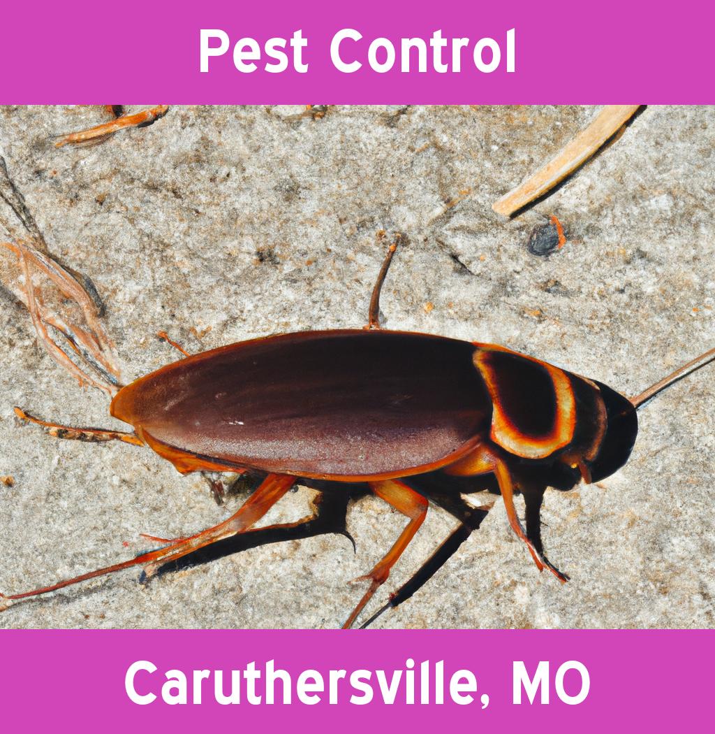 pest control in Caruthersville Missouri