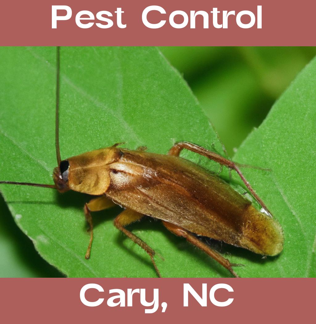 pest control in Cary North Carolina