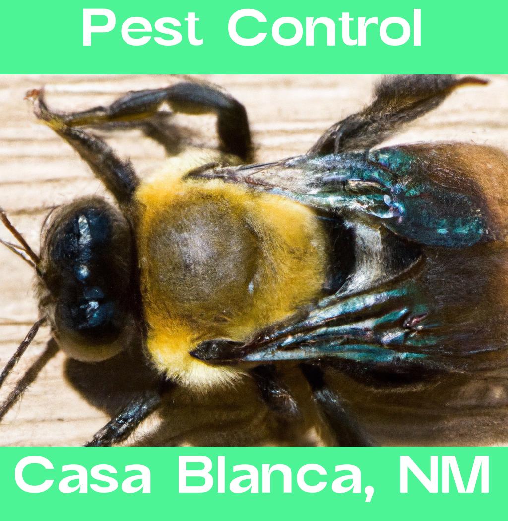 pest control in Casa Blanca New Mexico