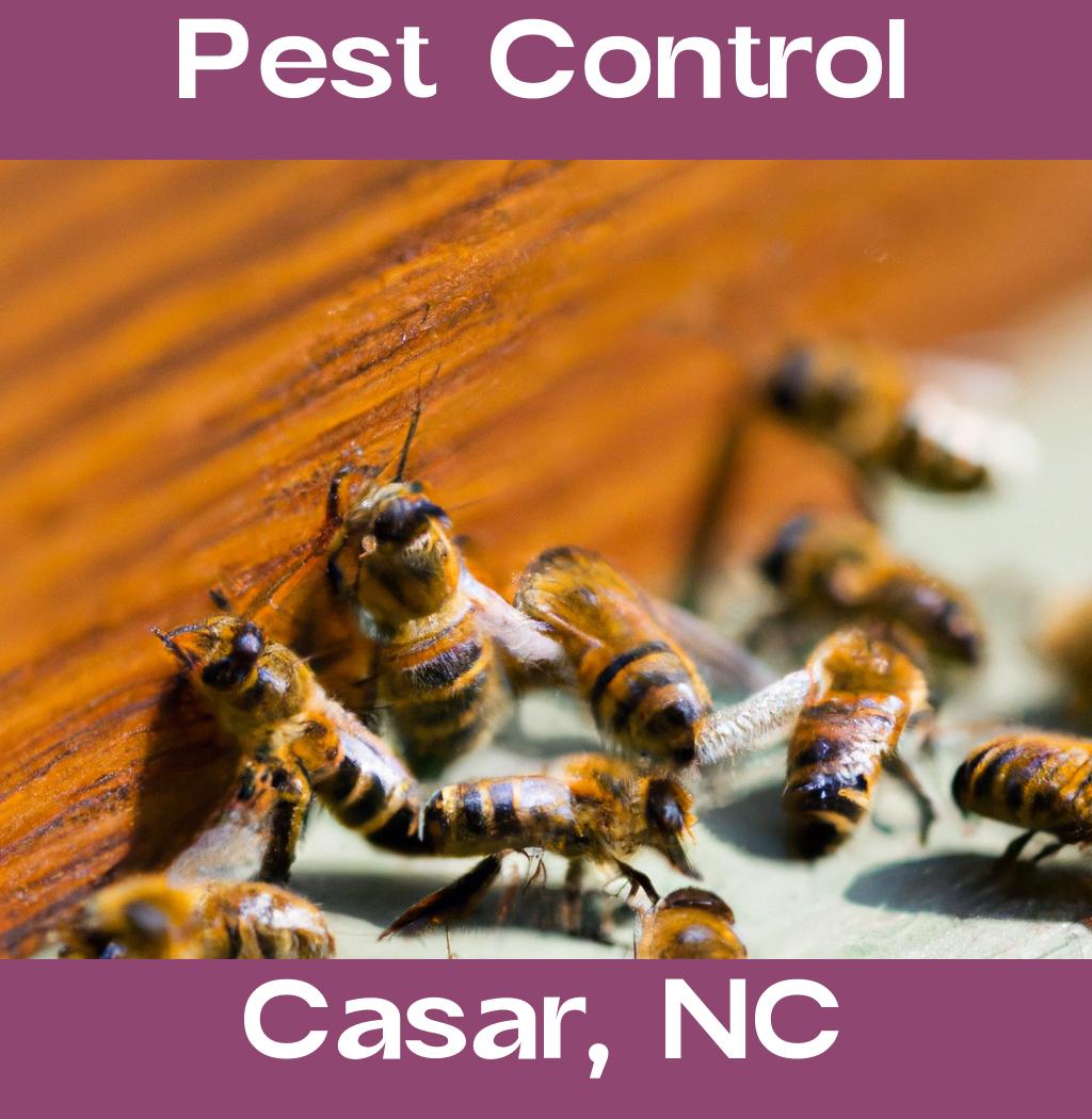pest control in Casar North Carolina