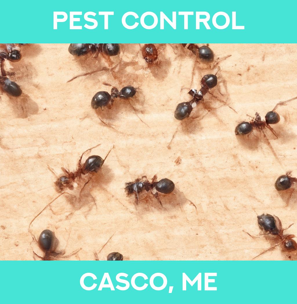pest control in Casco Maine