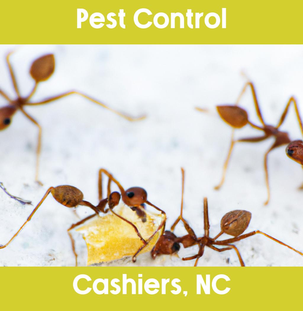 pest control in Cashiers North Carolina