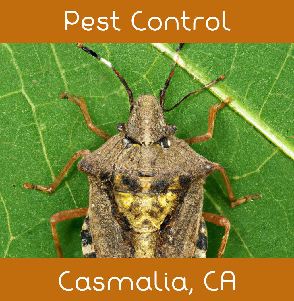 pest control in Casmalia California