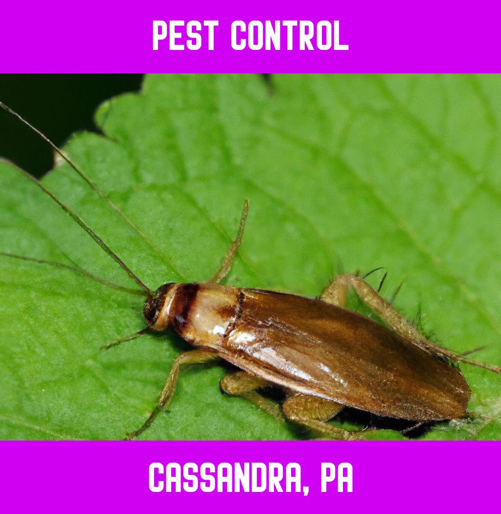 pest control in Cassandra Pennsylvania