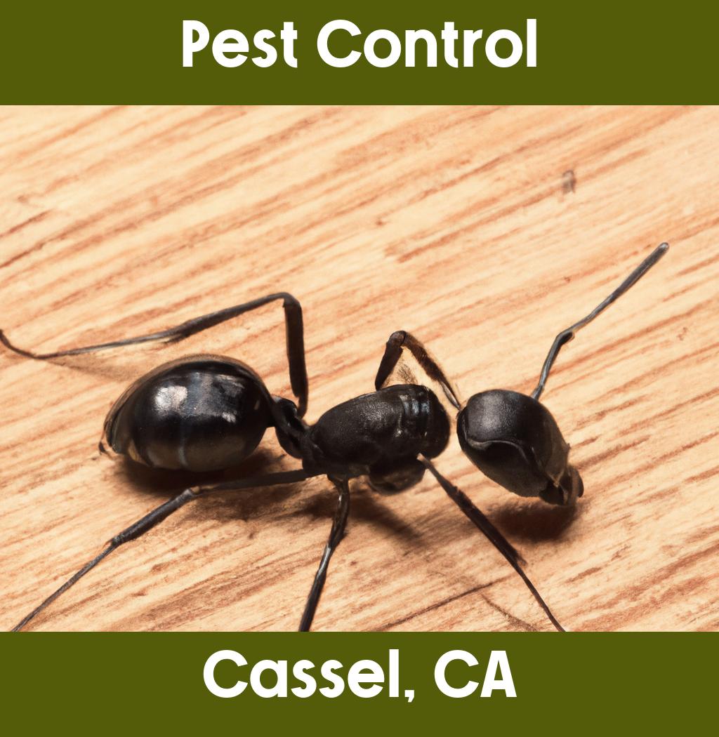 pest control in Cassel California