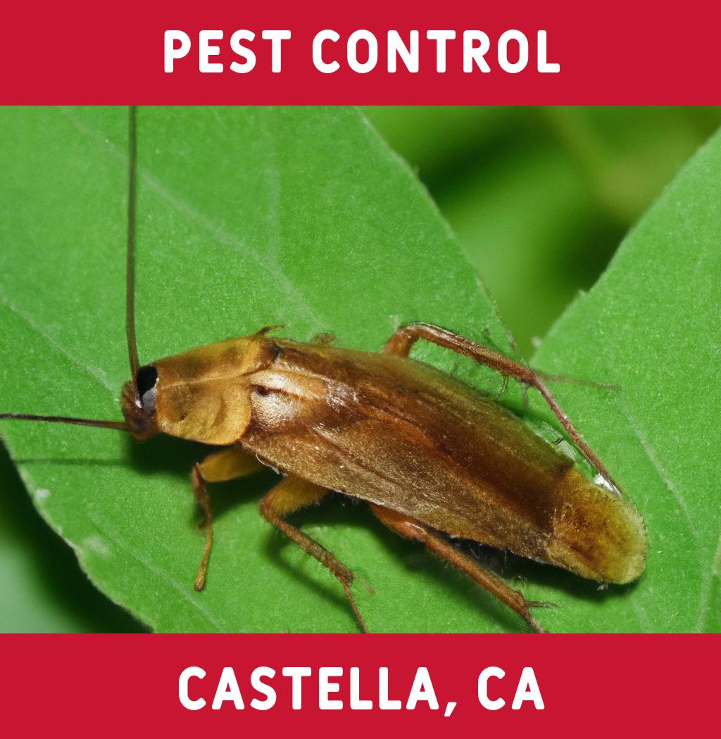 pest control in Castella California