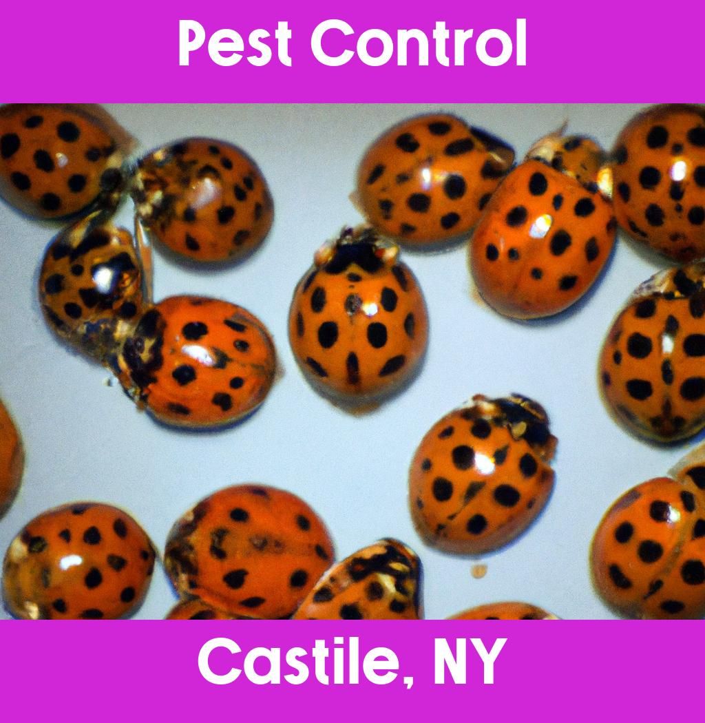 pest control in Castile New York