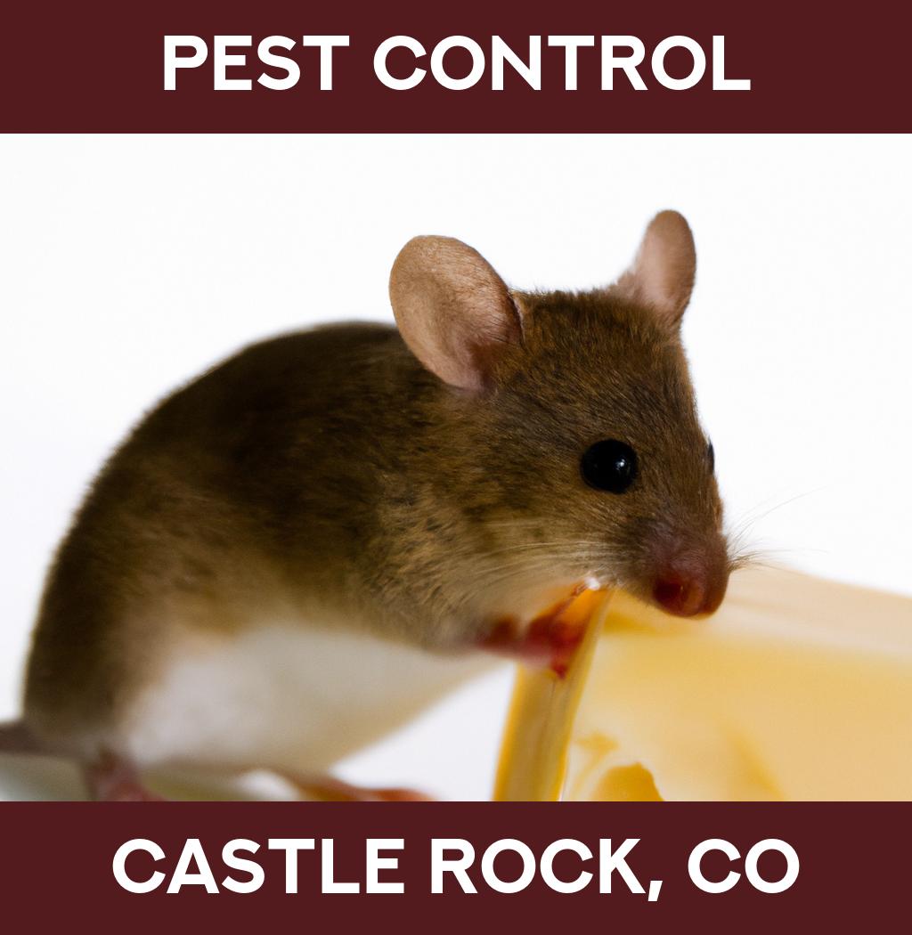 pest control in Castle Rock Colorado