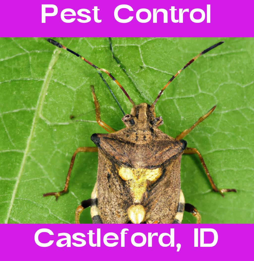 pest control in Castleford Idaho