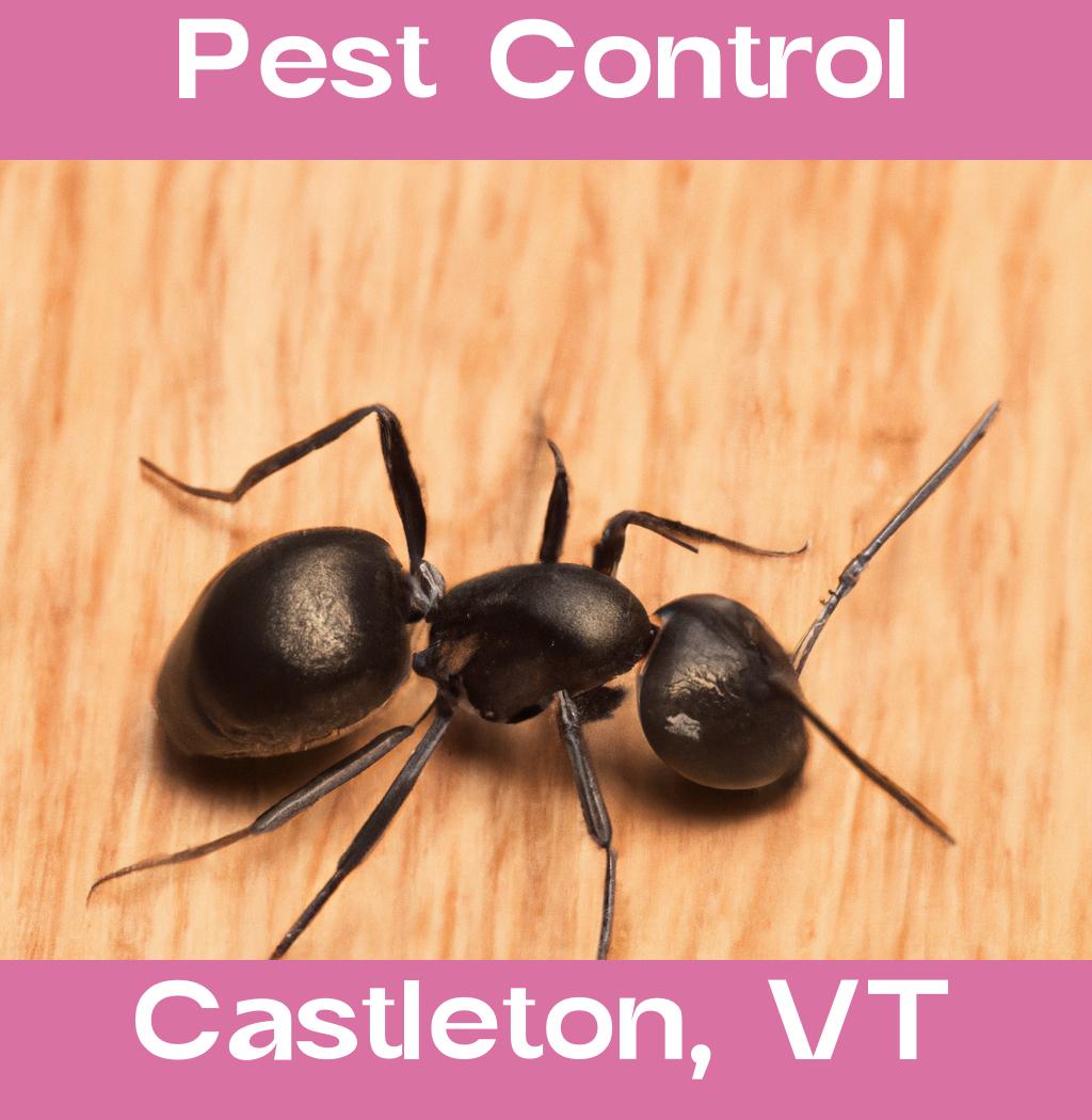 pest control in Castleton Vermont