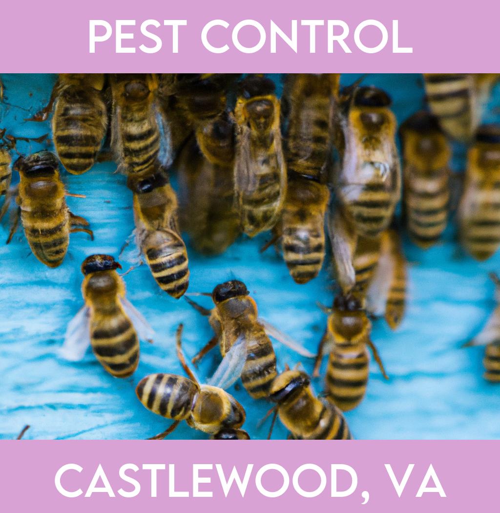 pest control in Castlewood Virginia