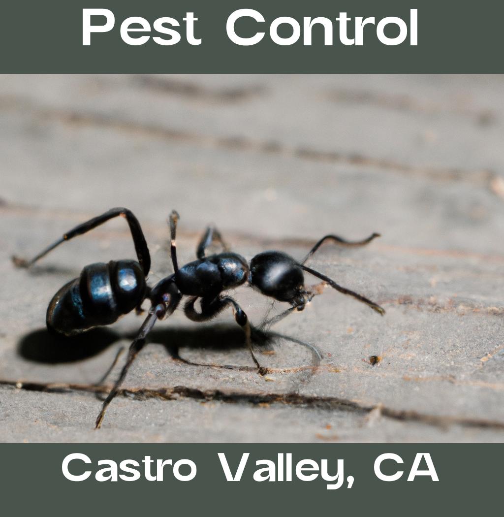 pest control in Castro Valley California