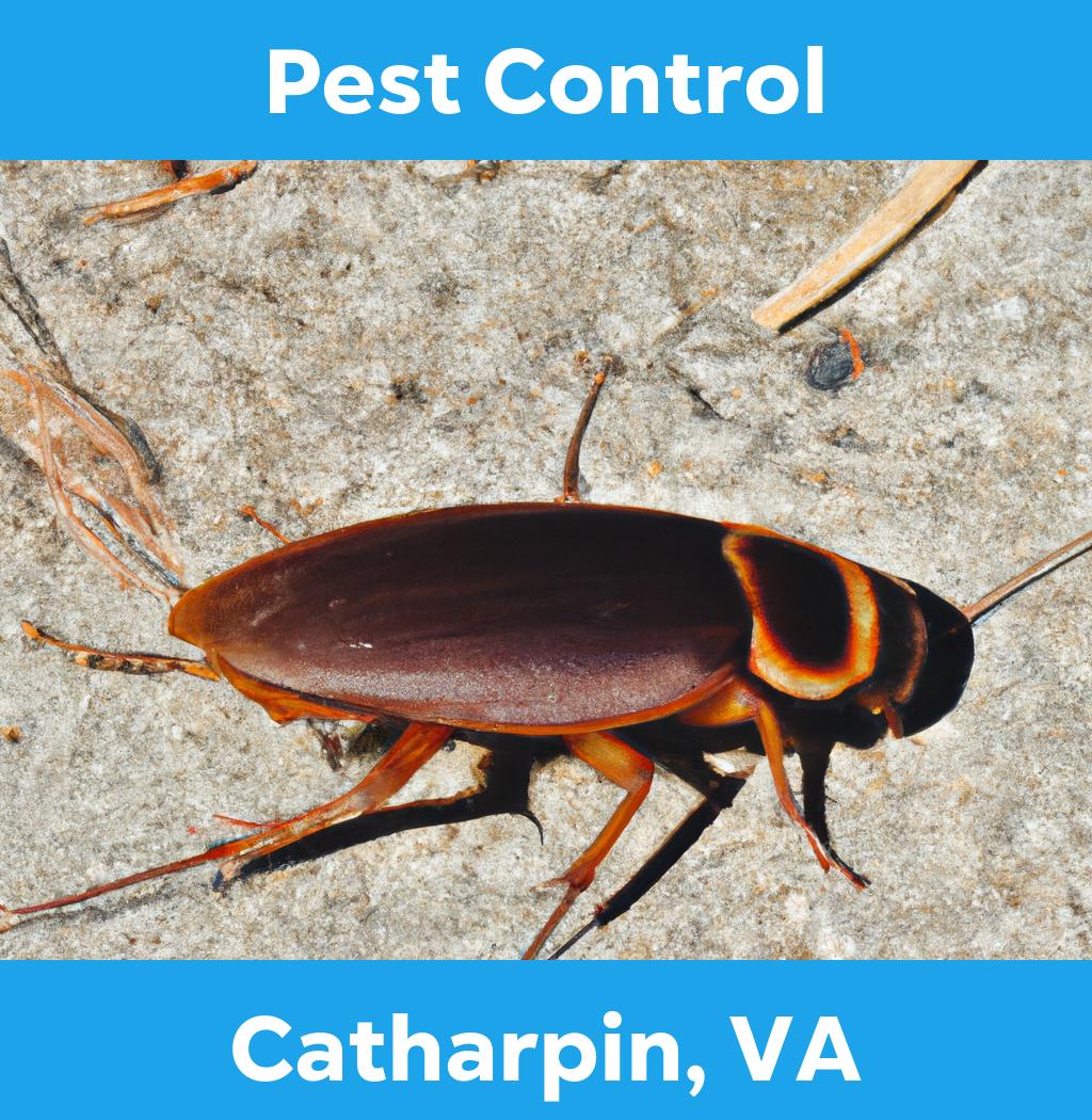 pest control in Catharpin Virginia
