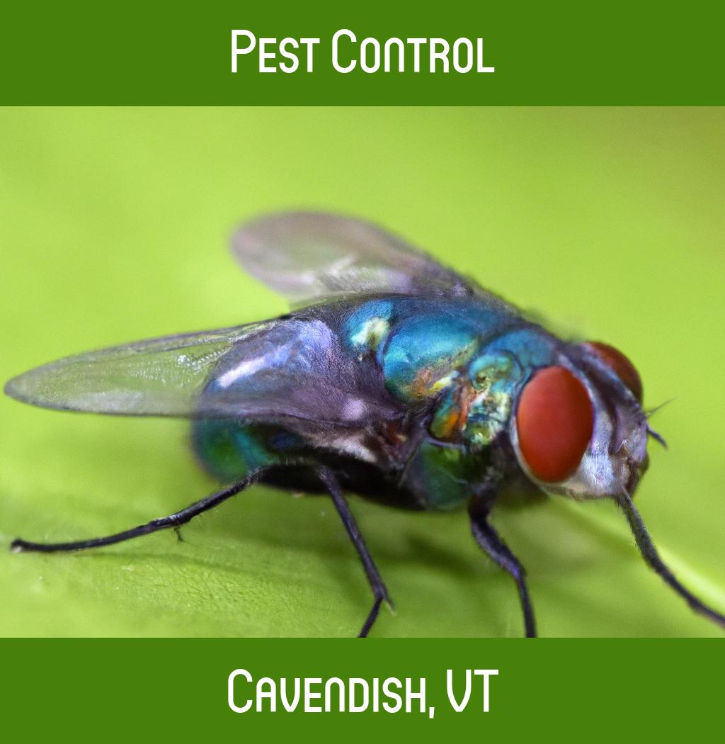 pest control in Cavendish Vermont