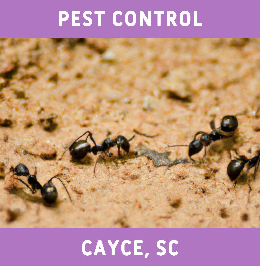 pest control in Cayce South Carolina