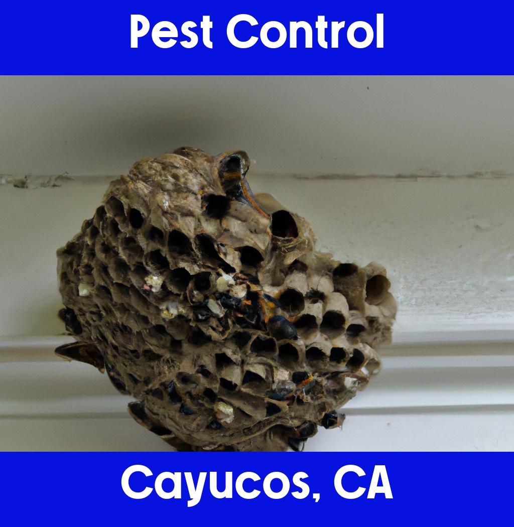 pest control in Cayucos California