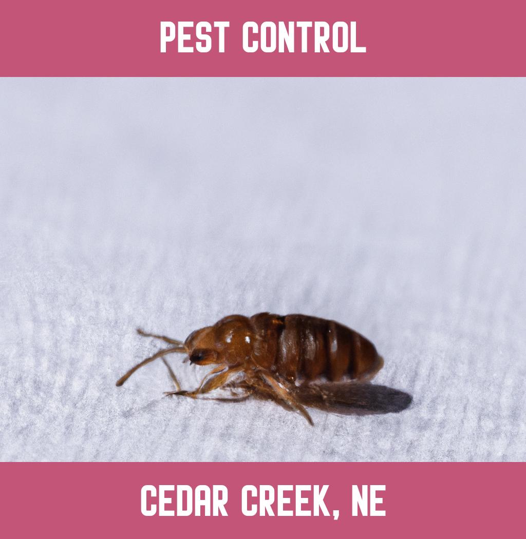 pest control in Cedar Creek Nebraska