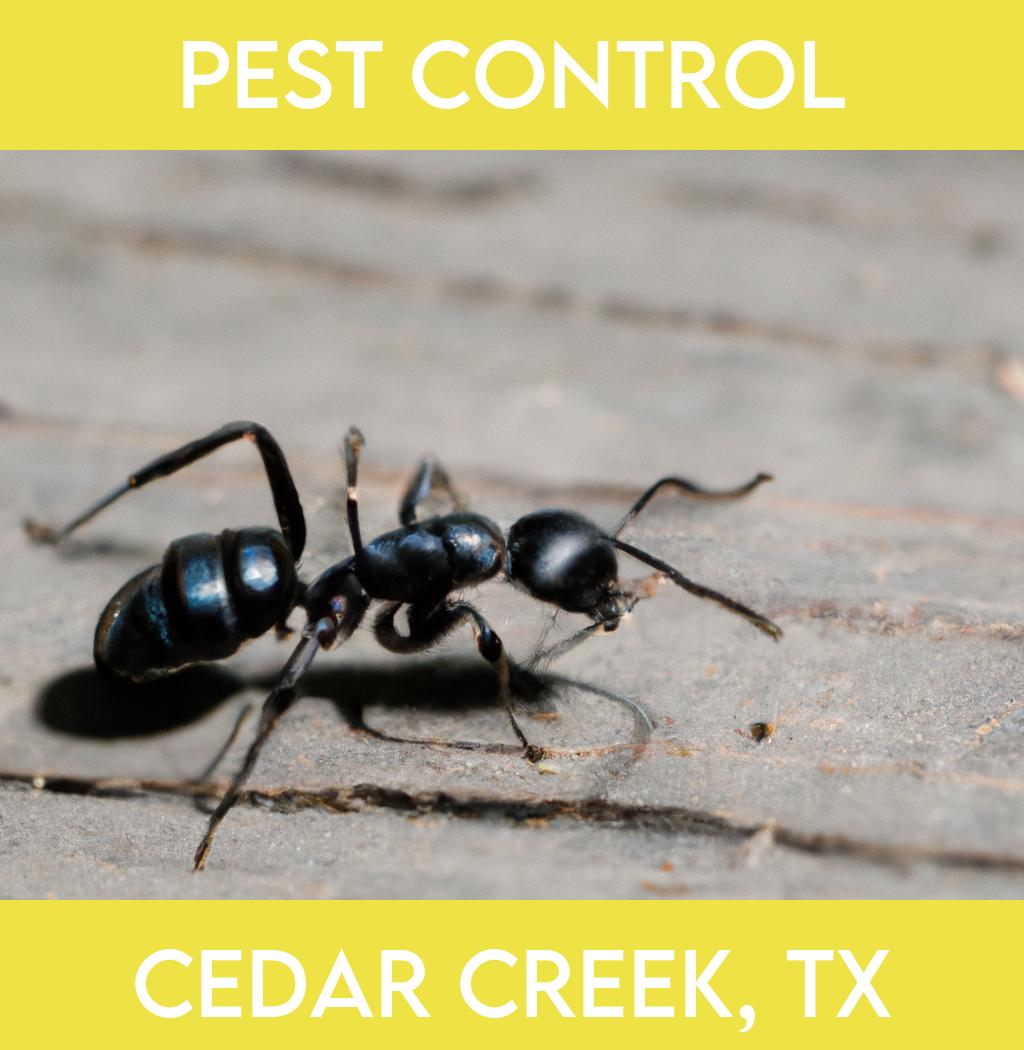 pest control in Cedar Creek Texas