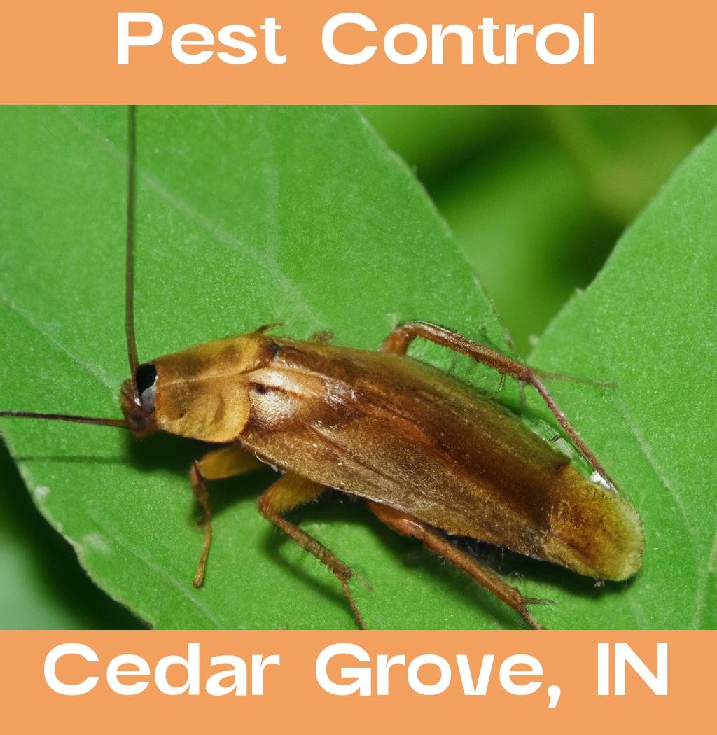 pest control in Cedar Grove Indiana