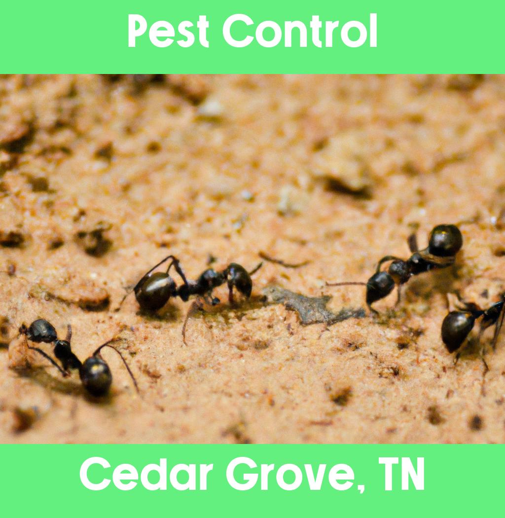 pest control in Cedar Grove Tennessee
