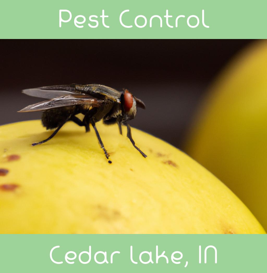 pest control in Cedar Lake Indiana